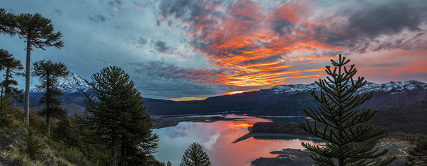 A view during Autumn Season of the incredible rainforests at Conguillio National Park an amazing colorful landscape, Chile