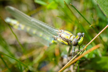 Bright green dragonfly in closeup