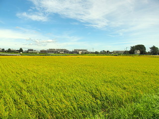 Obraz premium 豊作の田圃風景