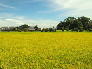 Fototapeta premium 豊作の田圃風景