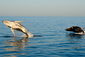 Humpback Whales - Exmouth - Australia © Adwo