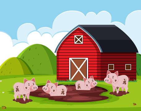 Pig at the barn house