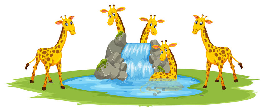 Giraffe at the water