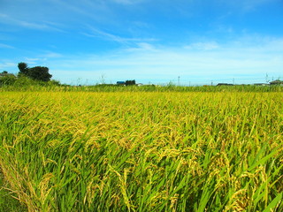 黄金色の田圃風景
