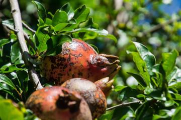 Ripe Pomegranate Fruit