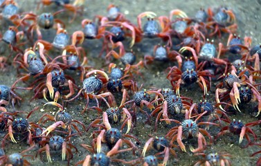 Group of small crabs (Portunus armatus or flower crab) moving across the water on the beach.