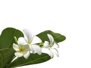 bouquet white plumeria with clip path