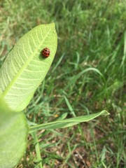 ladybug