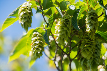The Japanese Hornbeam; Carpinus japonica