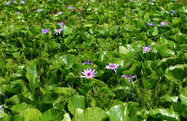 Purple waterlily or lotus flower in the pond.