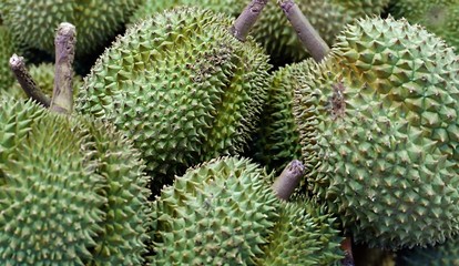 Durian fruits in close up