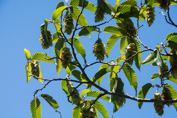 The Japanese Hornbeam; Carpinus japonica