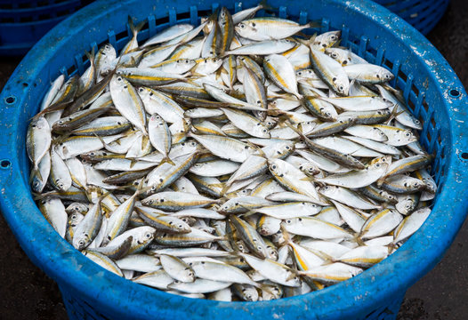 Yellow-stripe scad fish.