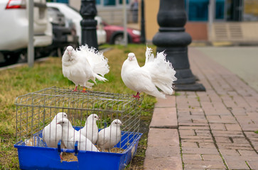 view of wedding white doves on the cage near the footpath and cars