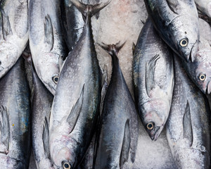 Fresh fishes in a market.