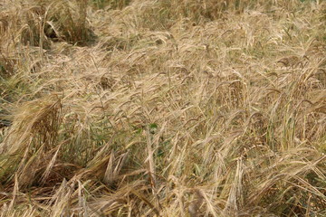 Field Of Wheat, Fort Edmonton Park, Edmonton, Alberta