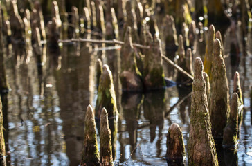 Bald Cypress Knees in Louisiana Swamp
