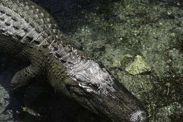 croc