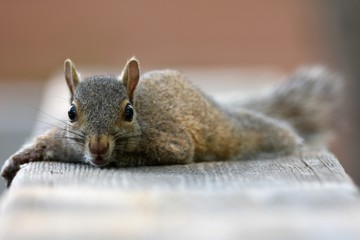 Squirrel Chillin on a Hot Day