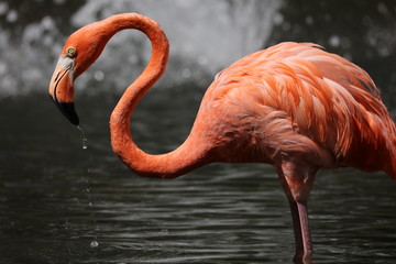 The caribbean Flamingo