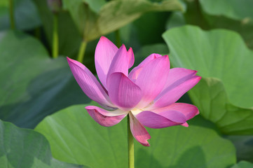 Blooming lotus flowers in the park