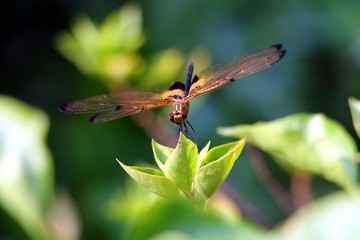 Dragonfly in the nature
