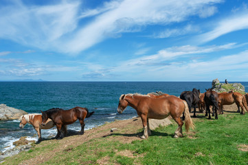 【青森県下北尻屋崎】津軽海峡と寒立馬のいる風景