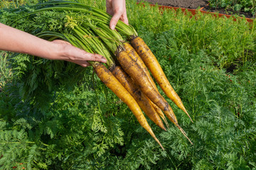 A bunch of fresh yellow mochowa on a background of green beds. women's hands hold carrots for the tops