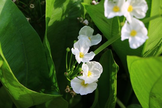 Mexican sword plant and flowers(Echinodorus palifolius) also known as Melati air.