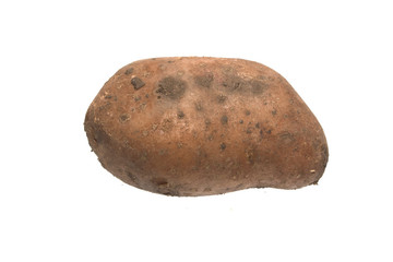 potato isolated on white background