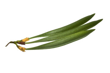 Flower seeds isolated on white background