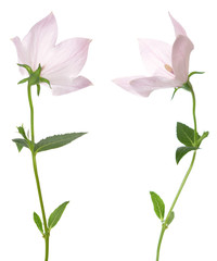 Platycodon grandiflorus flower on white