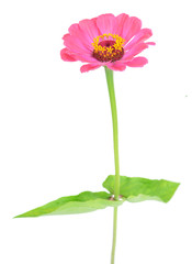 Zinnia pink flower isolate on white