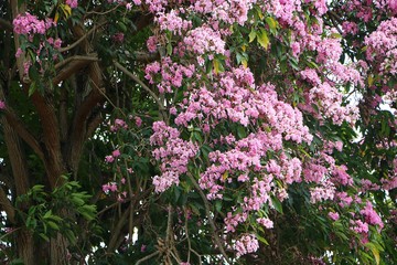 Fototapeta na wymiar Sakura (Prunus serrulata) or cherry blossom with pink flower in the park.