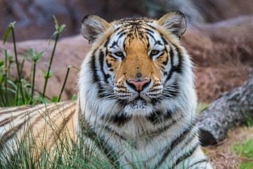 Regal Tiger Staring Straight Ahead