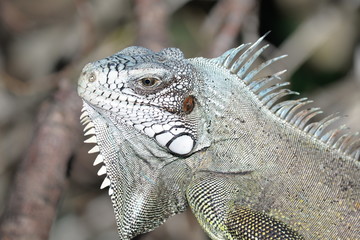 L'iguane