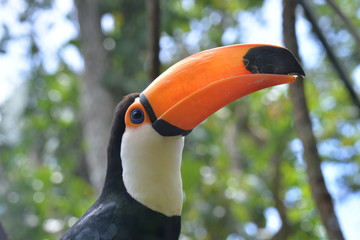 Toucan
