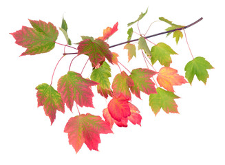 foliage of branch of sweet maple isolated on white