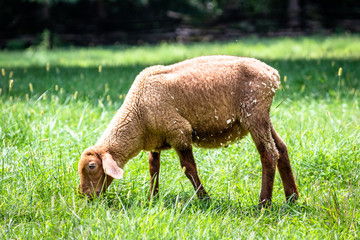 Fototapeta premium Sheep