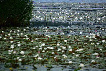 蓮が咲く夏の沼