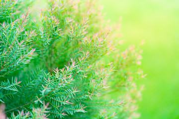 green leaves at park, selective focus, fresh, natural and environmental concept for background