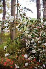 Camellia