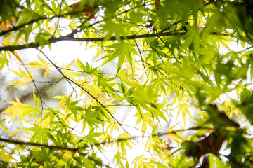 Fall foliage maple leaves