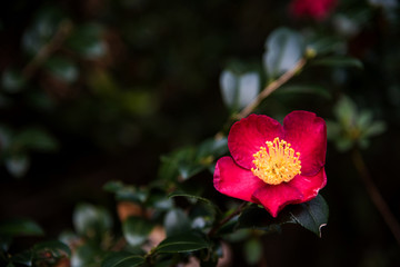 Obraz premium Camellia