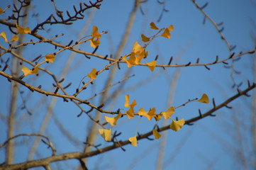 Fototapeta na wymiar 秋も終わり、殆ど葉を落としたイチョウの木