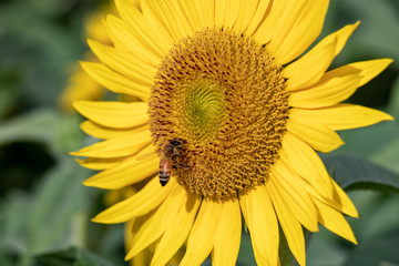 Sunflower of Andersen Park in Funabashi City, Chiba Prefecture, Japan
