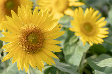 Fototapeta premium Sunflower of Andersen Park in Funabashi City, Chiba Prefecture, Japan
