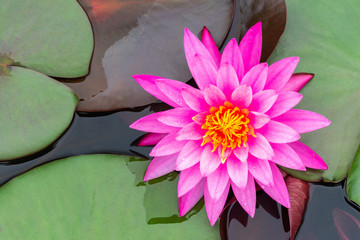 Beautiful pink lotus with yellow pollen
