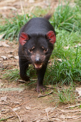 Tasmanian Devil on the Move