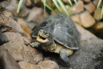 Turtle with Many Rocks in Thai Temple
